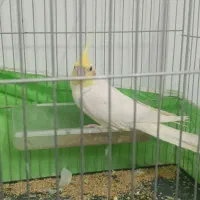 عروس هلندی نر و خوانا