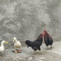 خروس سیاه دوتا