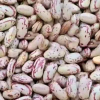 لوبیا چیتی کپسولی