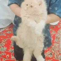 گربه پرشین