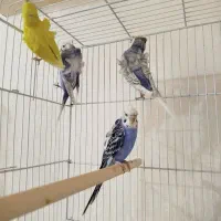 مرغ عشق عروس هلندی طوطی برزیلی و...