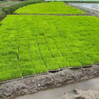 توم باکس نشا هاشمی تعداد بالا طبیعی کوچصفهان