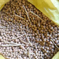 نخود و گایینه