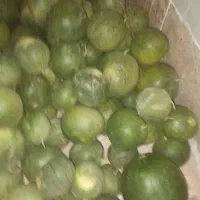 هندونه دیم