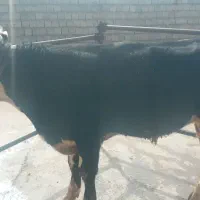 یک عدد گاو یا گوساله نر سیمینتال