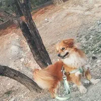 سگ پامر|سگ|چهارباغ, |دیوار