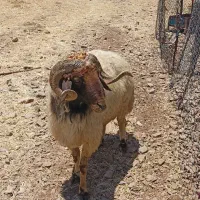 شی شک دوسال