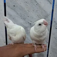 جفت جوجه عروس البینو یه ماهه