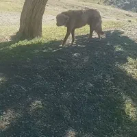 سگ ۱۰ ماهه قدر جونی