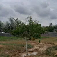 ۵۰۰ متر زمین دور دیوار مناسب خانه باغ