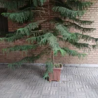 کاج مطبق