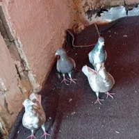 کبوتر|پرنده|فسا, |دیوار