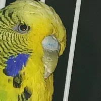 مرغ عشق انگلیسی ماده معاوضه با نر