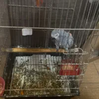کاسکو