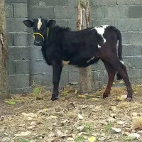 2 راس گاو ماده .. لیشه چالوسی