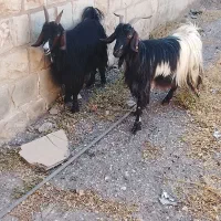 تیربز جوان دوتا داشتی خوب
