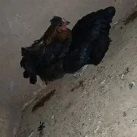 دو عدد مرغ تخمگذار
