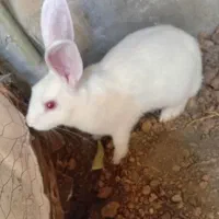 خرگوش