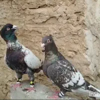 کفتر کاکلی عتیغه