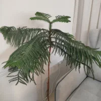 کاج مطبق