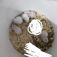 همستر ژاد خاص