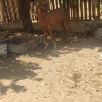 اسب عرب یک سر