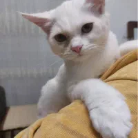 واگذاری پیشی کوچولو