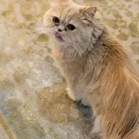 واگذاری گربه پرشین
