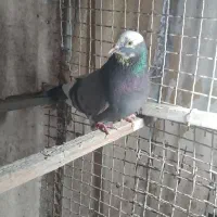 کبوتر ماده