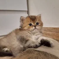 گربه اسکاتیش بریتیش اصیل صورت خرسی
