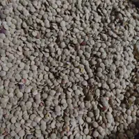 عدس کاملا اورگانیک و دیم