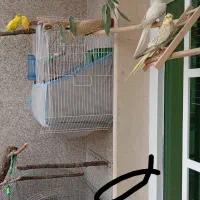 قبول سرپرستی پرندگان