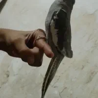 عروس هلندی نره