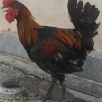 خروس عربی زیبا