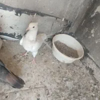 کبوتر|پرنده|اسلام‌‌آباد غرب, |دیوار