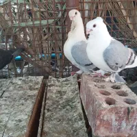 یک جفت کبوتر پشت ابی
