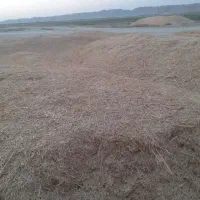 کاه تمیز گندم