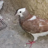 کبوتر طوقی یا کفتر طوقی
