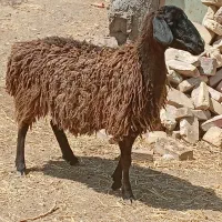 کاور
