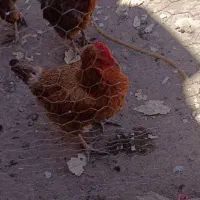 مرغ تخم گذار