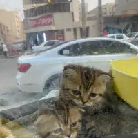 توله اسکاتیش رنگ خاص