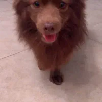 سگ پیدا شده در شهسوار|حیوانات|تهران, والفجر|دیوار