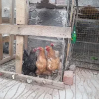 مرغ برهما