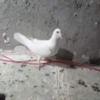 دبر سفید|پرنده|اردبیل, |دیوار