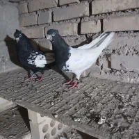 رنگی