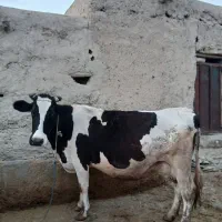 ماده گاو ۳ ساله