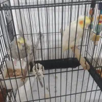 دوعددعروس‌هلندی‌‌جفت