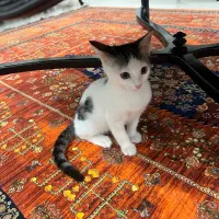 بچه گربه بسیار زیبا و لوس