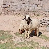 هویزه روستایی سمید