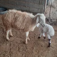 میش زاییده بره نر و بره بزغاله سبک